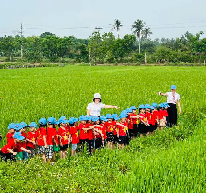 cánh đồng lúa (2)